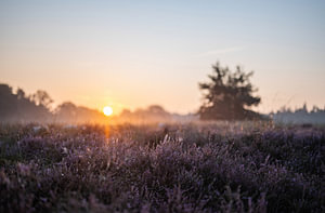 Wolfhezer Heide Teil 23