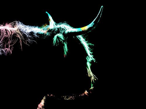 Scottish highlander outline color - creative image of this popular animal