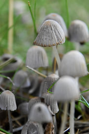 Little Mushrooms 2 by Erik Buitenhuis