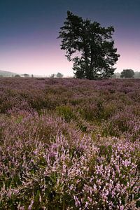 Lila Moorland