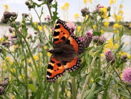 Colourfull Butterfly by Il se