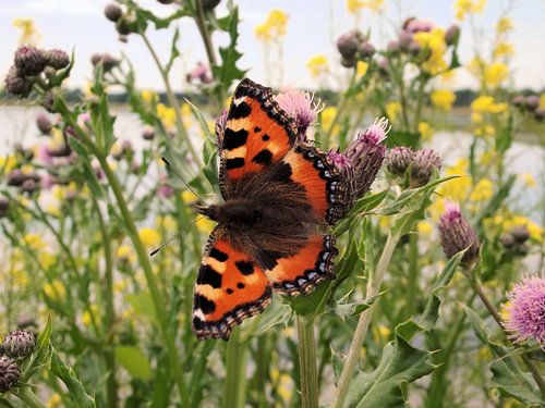 Colourfull Butterfly