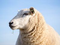 Schaap 