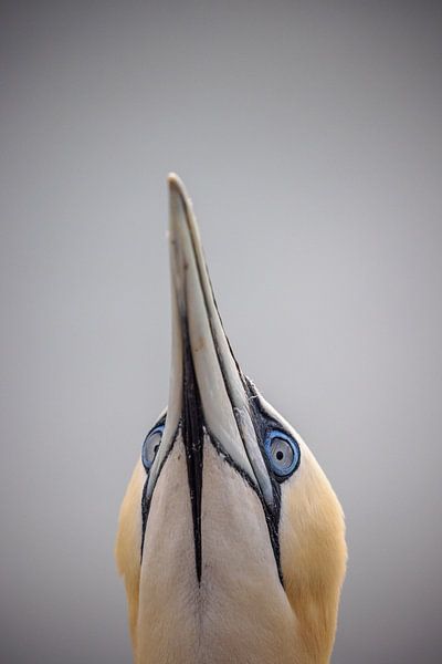 Northern Gannet by Marco Kost