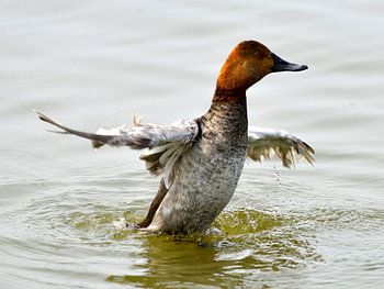 tafeleend in eclipskleed