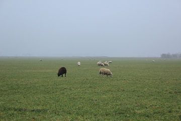 sheep by Marcus de Man