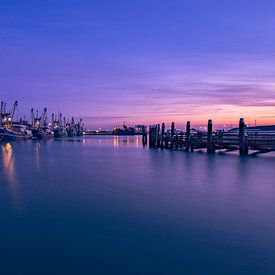 Holländischer Ruhm von Ronnie Westfoto