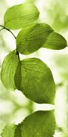 Green leaves