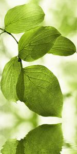Grüne Blätter von Violetta Honkisz