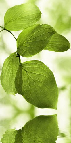 Groene bladeren