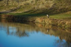 heron with patience by foto's van gijs