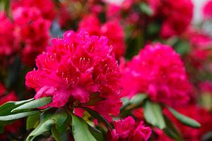 Rhododendronblüte, Rhododendron, Deutschland, Europa von Torsten Krüger