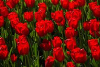 Tulpen