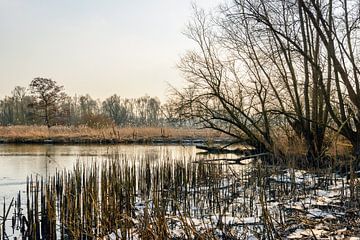 Afgebroken rietstengels in de Biesbosch