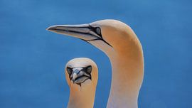 Basstölpel von Bram de Jong