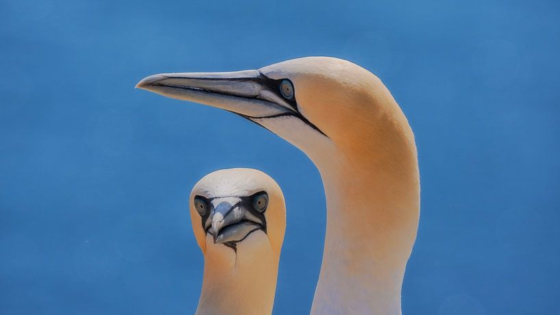 Jan van Genten van Bram de Jong