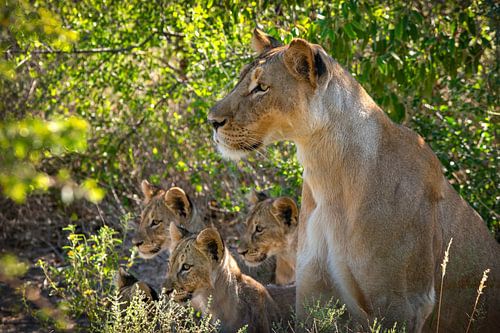Leeuwin met leeuwen welpjes