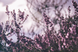 Zartes Violett von Kimfaesdesign