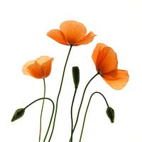 Coquelicots