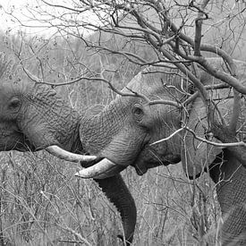 2 spelende olifanten 5959 sw van Barbara Fraatz