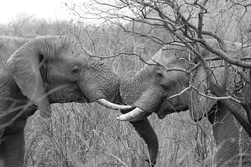 2 spelende olifanten 5959 sw van Barbara Fraatz