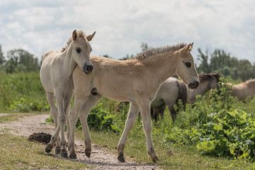 Konik foals by Ans Bastiaanssen