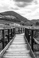 Bridge in the swamp