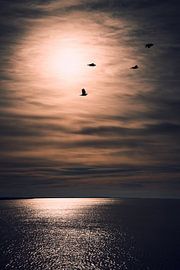 Sonnenuntergang mit Vögeln in Harlingen von Inge Marije de Boer