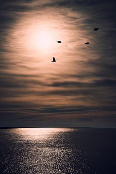 Zonsondergang met vogels in Harlingen