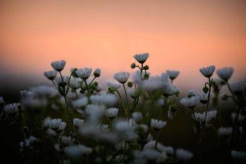 madeliefjes onder een oranje hemel