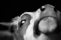 Oog in oog 1