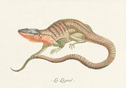 Le Lezard by Walljar thumbnail