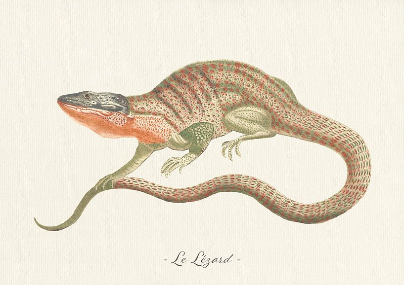 Le Lezard by Walljar