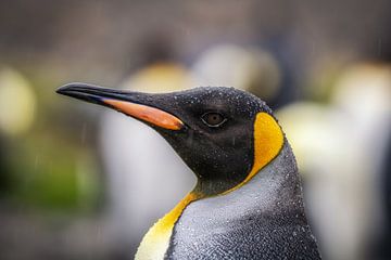 Koningspinguïn op South Georgia