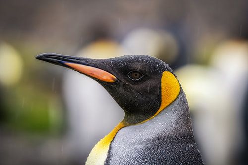 Koningspinguïn op South Georgia