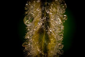 Gouttelettes d'eau sur une plante sur Myra van Heeringen