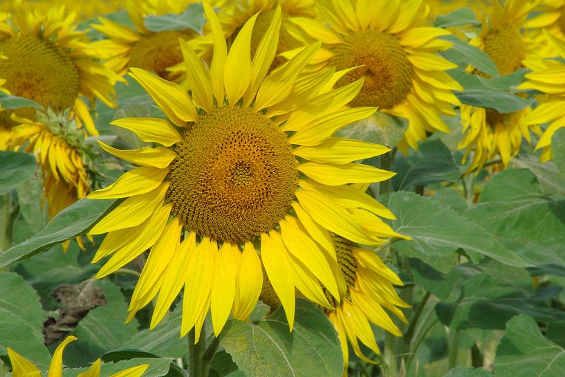 zonnebloem frankrijk by Margot van Dijk