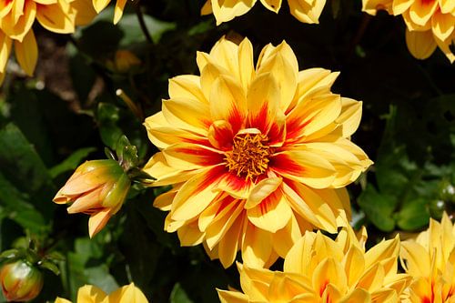 Orange flowering dahlia, Germany