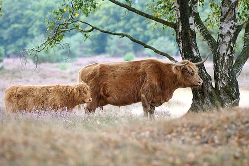 Schotse Hooglander met haar kalf onder de boom
