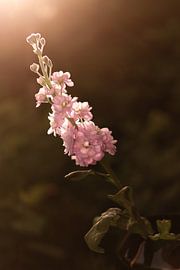 Warme Veilchenblüte von Adriënne Buitendijk
