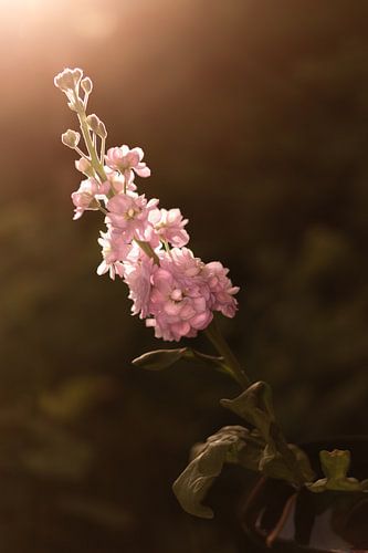 Fleur de violier