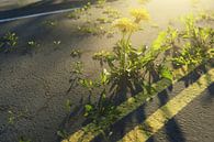 Paardebloemplanten groeien uit beschadigd asfalt van Besa Art thumbnail