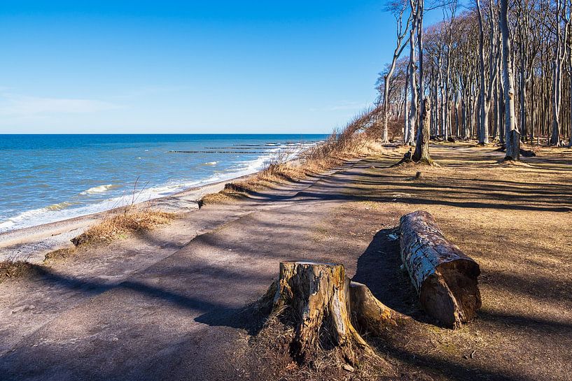 Ghost forest on the Baltic coast near Nienhagen by Rico Ködder