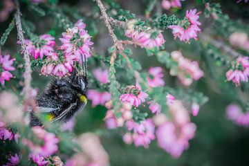 Bumblebee and Flowers van Shanna van Mens Fotografie