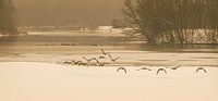 Gansen die opvliegen bij de bevroren vijvers van Erenstein bij Kerkrade van John Kreukniet thumbnail