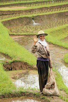 La gaieté sur la rizière Jatiluwih (Bali) sur Lugth ART