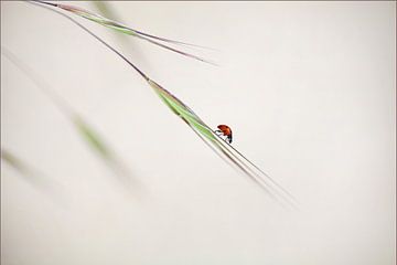 ladybug, Anna Cseresnjes by 1x