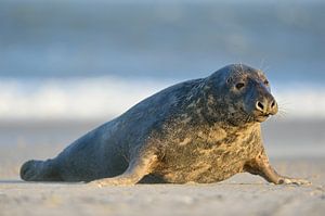Kegelrobbe ( Halichoerus grypus ), Bulle robbt an der Nordsee über den Strand der Helgoländer Düne, 