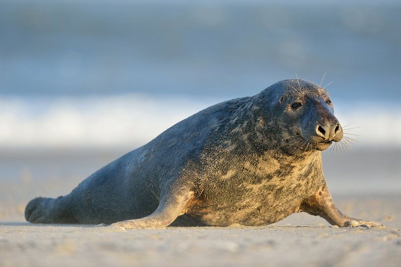 Grijze zeehond ( Halichoerus grypus ), stier kruipt langs de Noordzee over het strand van het Helgol van wunderbare Erde