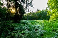 Het groene bos